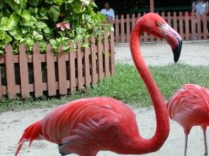 A Flamingo at Ardastra Gardens Zoo Nassau Bahamas.