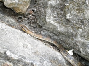 Snake in cave.