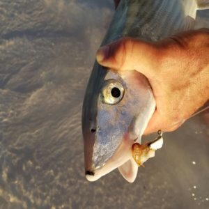 Bone fish on a fly